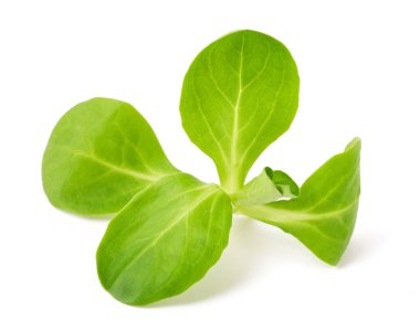 Mısır salatası beyaz arkaplanda izole