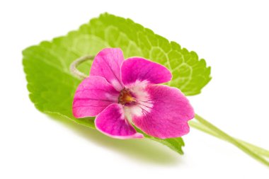 Viola odorata Kırmızı Cazibe çiçekleri beyaza izole edilmiş
