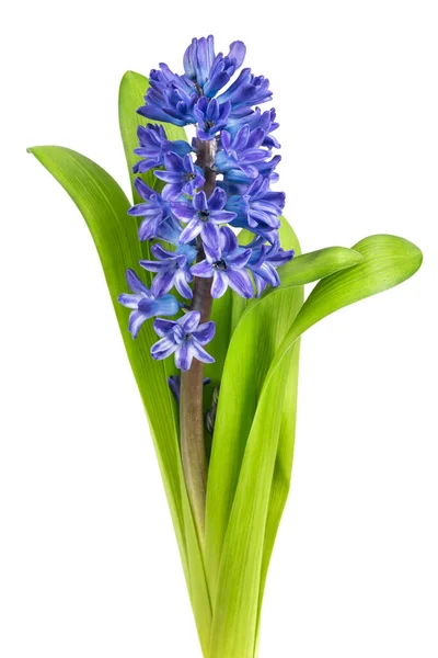 蓝色的Hyacinthus花 在白色的背景上被隔离 — 图库照片