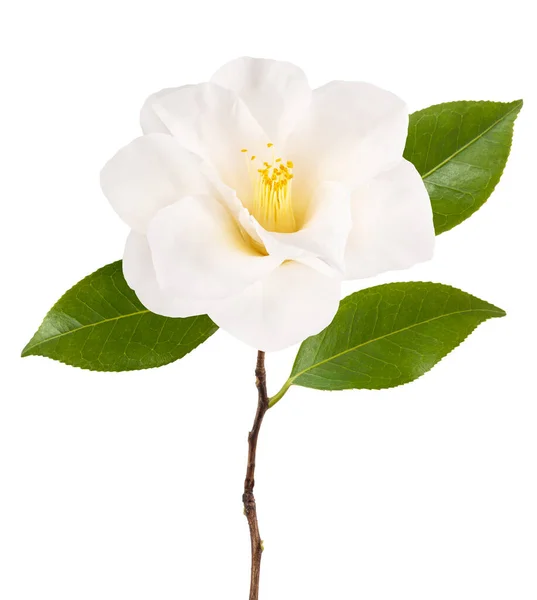 Beyaz Çiçekli Kamelya Dalı — Stok fotoğraf