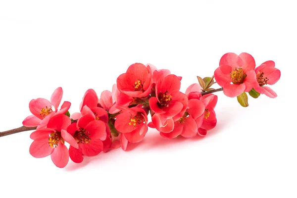 Chaenomeles Speciosa Blüten Isoliert Auf Weißem Hintergrund — Stockfoto