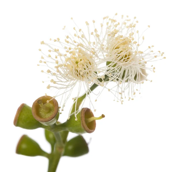 Flores Eucalipto Isoladas Sobre Fundo Branco — Fotografia de Stock