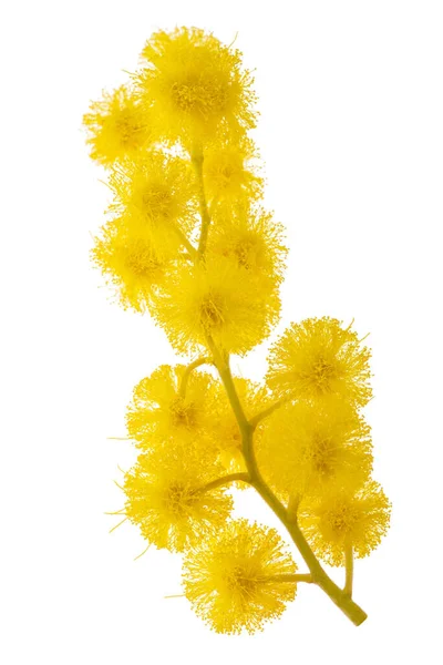 Mimosa Silver Wattle Kvist Isolerad Vit Bakgrund — Stockfoto