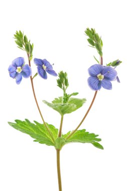 Veronica persica beyaz arka planda izole edilmiş