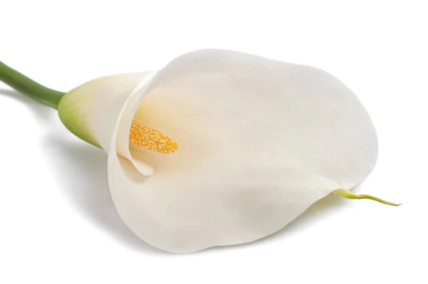 Weiße Calla Lilie Isoliert Auf Weißem Hintergrund — Stockfoto