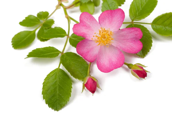 Perro Rosa Flores Aisladas Sobre Fondo Blanco — Foto de Stock