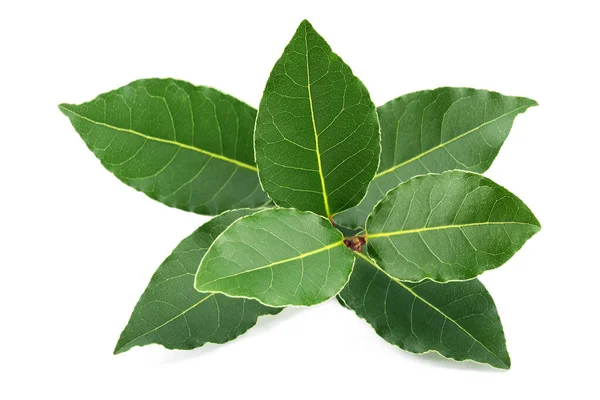 Laurel Branch Leaves Isolated White Background — Stock Photo, Image