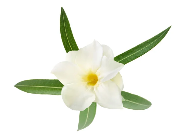 Λευκό Λουλούδι Πικροδάφνης Απομονωμένο Λευκό Φόντο — Φωτογραφία Αρχείου