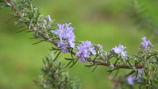 Rosemary Flowers Garden Royalty Free Stock Footage
