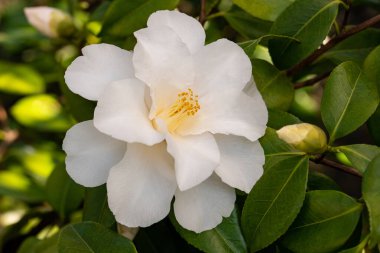Bahçede beyaz kamelya çiçeği