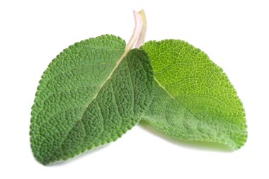 Beyaz arkaplanda taze adaçayı yaprakları izole