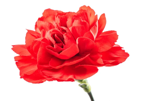 Červené Karafiáty Květiny Izolované Bílém Pozadí — Stock fotografie