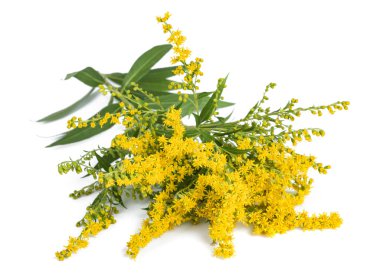 Uzun altın çubuk (Solidago gigantea) çiçekleri beyaz üzerine izole edilmiş.