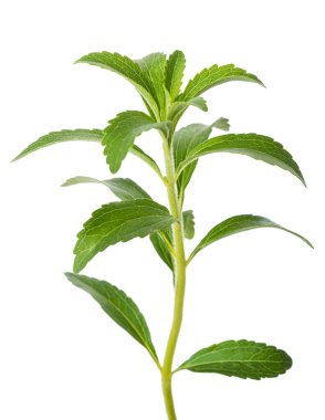 Stevia rebaudiana şubesi beyaz arkaplanda izole edildi