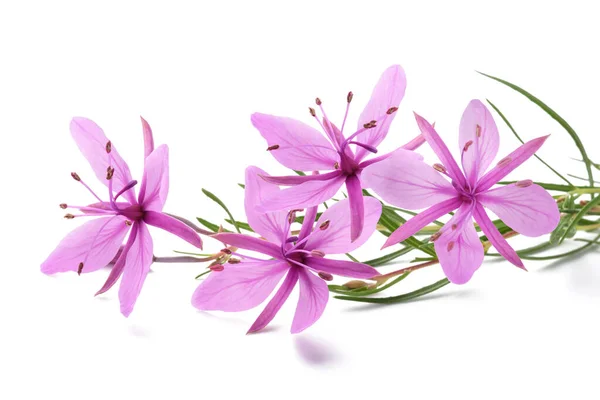 Pink Alpine Willowherb Flowers Isolated White — Stock Photo, Image