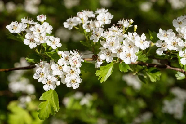 Galagonya Crataegus Monogyna Növény Virágokkal — Stock Fotó