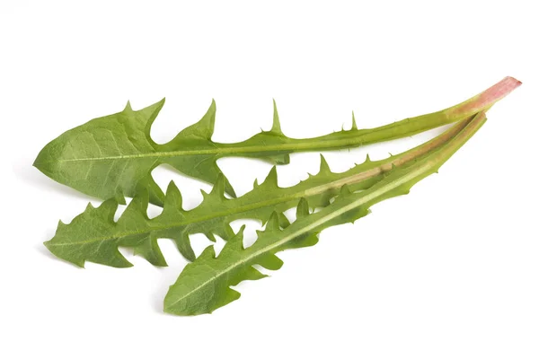 Hojas Diente León Aisladas Sobre Fondo Blanco — Foto de Stock