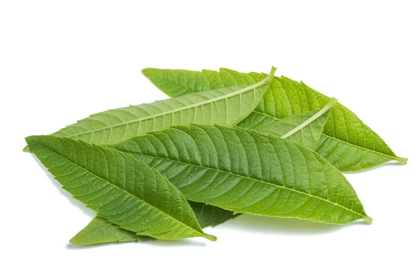 Louisa Herb Leaves Isolated White Background — Stock Photo, Image