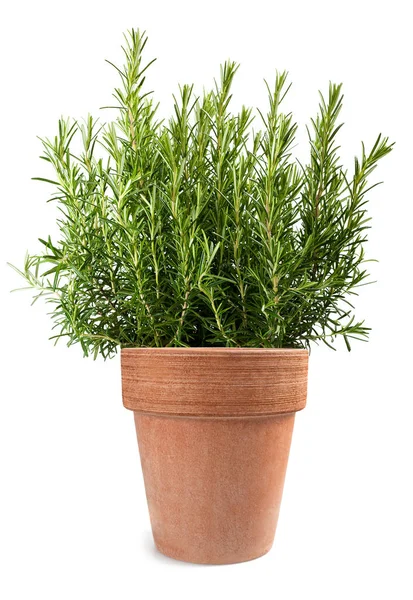 Rosemary Plant Vase Isolated White Background Royalty Free Stock Images