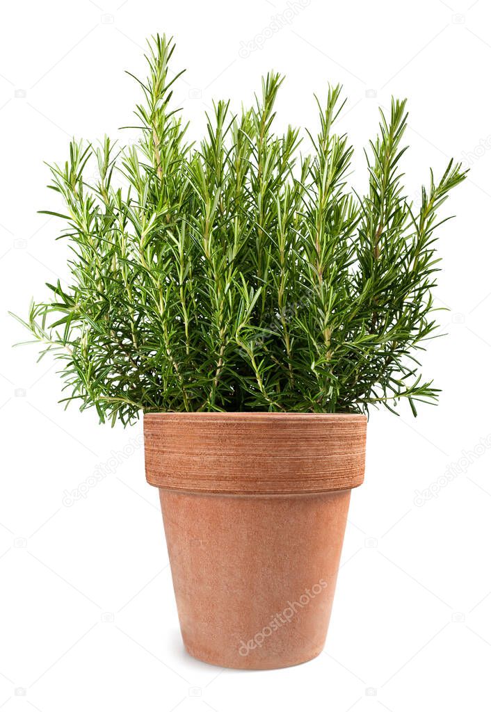 rosemary plant in vase isolated on white background