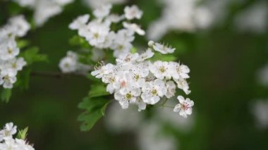 Hawthorn (Crataegus monogyna) çiçekli bitki