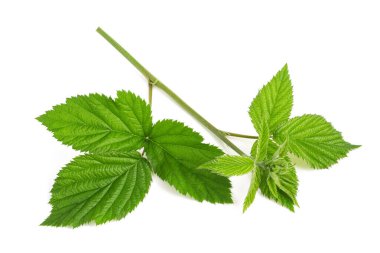 Blackberry şubesi beyaz arkaplanda izole edildi