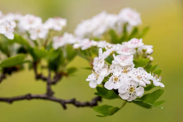 带有花的山楂 Crataegus Monogyna — 图库照片