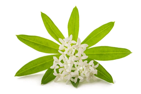 Fresh Sweet Woodruff Isolated White Background — 스톡 사진