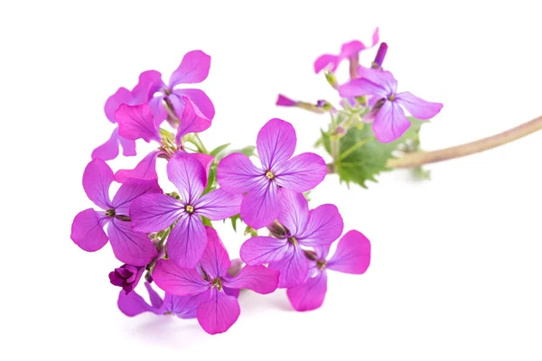 Flores Honestidade Anual Isolado Fundo Branco — Fotografia de Stock