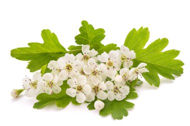 Beyaz arkaplanda izole edilmiş Hawthorn (Crataegus monogyna) çiçekleri