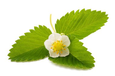 Beyaz arka planda izole edilmiş çiçekli çilek