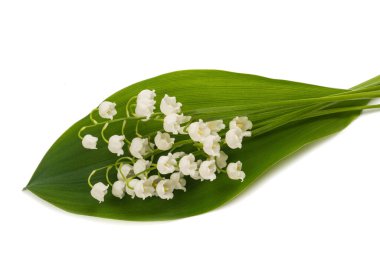 Vadideki zambak beyaz arka planda izole edilmiş