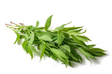 Sidik torbası (silen vulgaris) beyaz üzerine izole edilmiş.