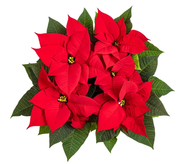 Poinsettia Цветок Изолирован Белом Фоне — стоковое фото