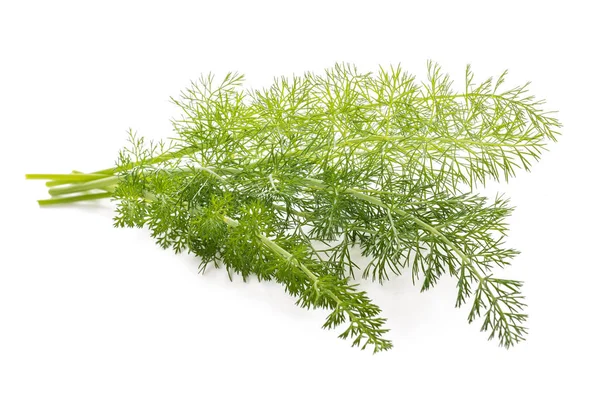Fresh Fennel Isolated White Background Royalty Free Stock Images