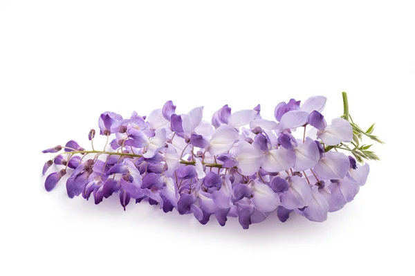 Flores Wisteria Isolado Fundo Branco — Fotografia de Stock