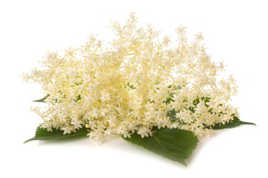 Beyaz bir arka plan üzerinde izole mürver çiçekleri