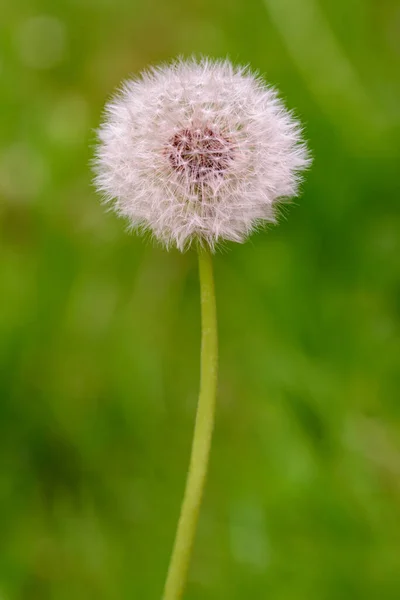 Dandelion Blowball Blurred Background — Stock Photo, Image