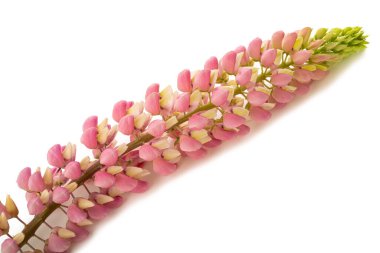 Beyaz arkaplanda izole edilmiş pembe lupin çiçeği