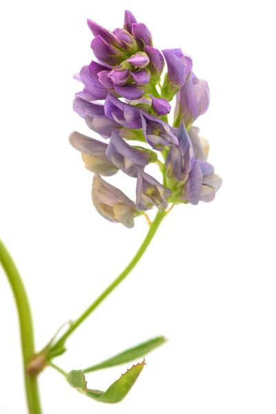 Medicago Sativa Plant Isolated White Background — Stock Photo, Image