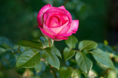 Pembe gül bulanık arka planda bir bahçede