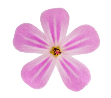 Herb Robert çiçek başı beyaz arka planda izole