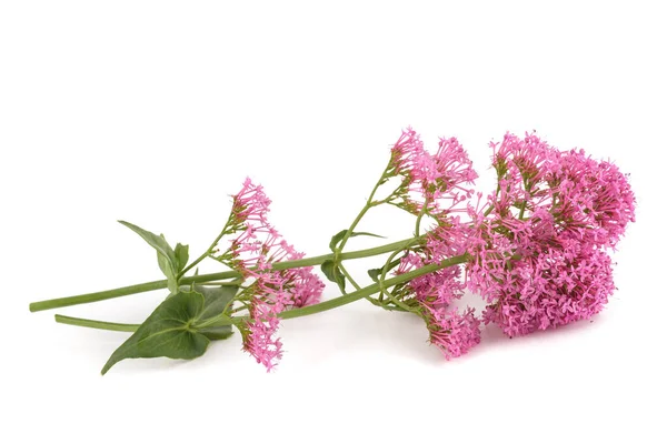 Fleurs Valériane Rouge Isolées Sur Fond Blanc — Photo