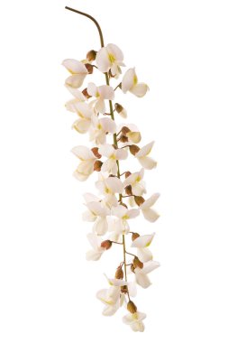 Siyah çekirge çiçekleri beyaz arkaplanda izole edilmiş