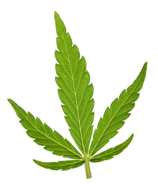 Лист конопли (canapa sativa), изолированный на белом
