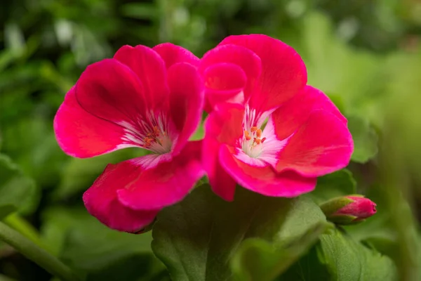 Geranium Blommor Trädgård — Stockfoto