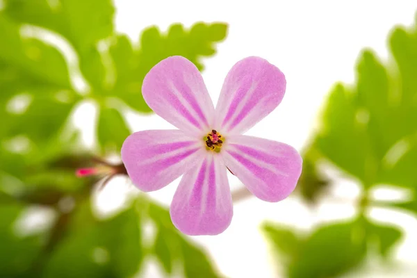 Herb Robert Kwiat Izolowany Białym Tle — Zdjęcie stockowe