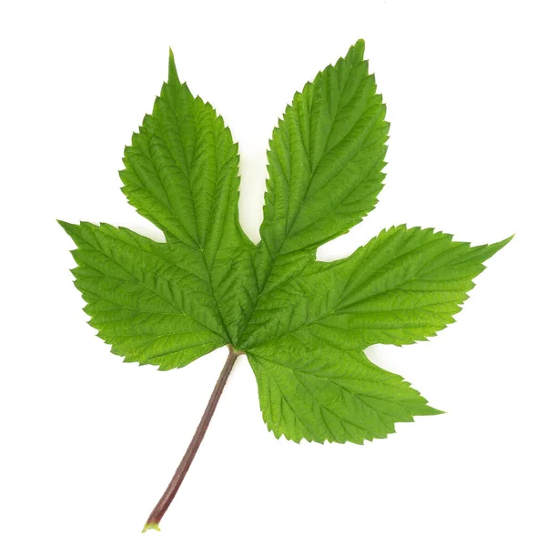 Hops Leaf Isolated White — Stock Photo, Image