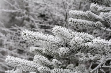 Donmuş çam ağacı kış arka planı için