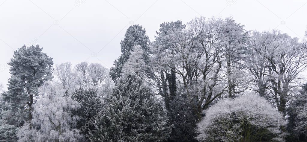 Frost covered trees on a cold winter day